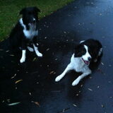 mooie foto van onze twee bitchies