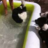 zwembadfeestje met Myra, Kaleb en Ziva. (de baasjes mochten ook mee…
