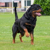 dit is onze Reu Big Shadow of RocGiz v.h Beemdenpark