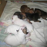 onze staffordshire bull terrier pups geb 28-10