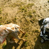 Hombeek