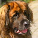 Mooiste hond ooit gehad.. Helaas is deze grote vriend niet meer bij…