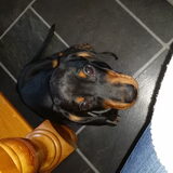 Aaah mag ik op schoot??!!