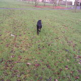 Foto van * Baasje Buddie met Anne*