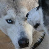 Foto van Tiffani & Pepper