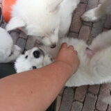 6 weekjes