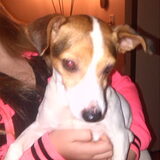 Lady mijn liefste doggie