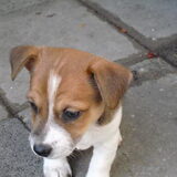Foto van nora jazzy en poppy
