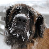 Snow nose!