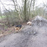Foto van liesbeth,Turbo,Luna, Levi en Faith
