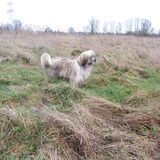 Faith ziet de paarden gek doen.