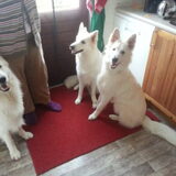 Foto van Floor, Bouncer & Tank
