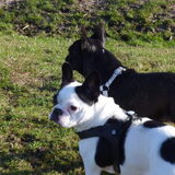 Gwen & Puck