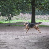 Foto van liesbeth,Turbo,Luna, Levi en Faith