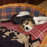 Dwight als puppy