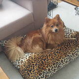 Mylo in zijn mand