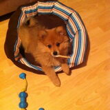 Mylo is op deze foto 10/11 weken oud