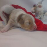 Zuko 1 week