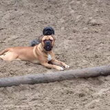 Opie..12 maanden..met vriendje chuck