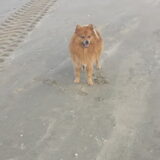 Spelen op het strand