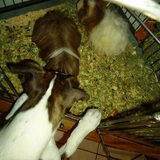 Stewie en de Cavia's