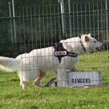 Chara tijdens haar favoriete sport flyball, deze foto is gemaakt…