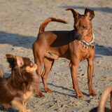 Foto van Pumba