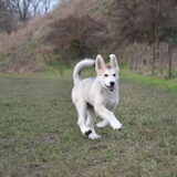 Foto van Blackie