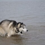 Foto van Blackie