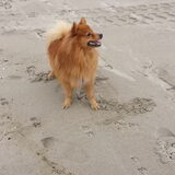 Foto van Melisa & Mylo