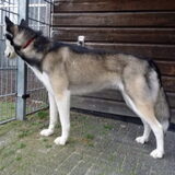 Sky bij de trimmer