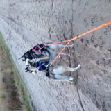 Skaraa en sky. Tweede sledehonden training skaraa