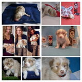 Collage 0-6 weken.