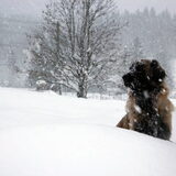 In de diepe sneeuw