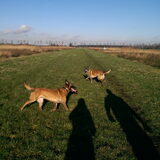 Ginger en Shira, 2 Mechelaartjes