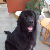 Hallo, Ik ben Sam, de broer van Balou, van Anouk. Ook ben een echte…