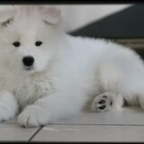 Mochi aan het loungen onder de salontafel.