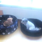 bo en pebbles lekker in hun mandje...