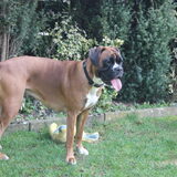 Foto van Ziva †, Bullie †, en Bandhu