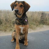 Dit is mijn Max, kruising beagle/duitse herdermix.