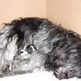 hier een paar foto's van onze lieve Brit met haar puppy's vorig jaar…