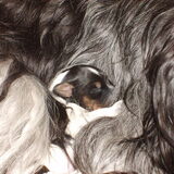dit is Pico geboren 05-01-2013.