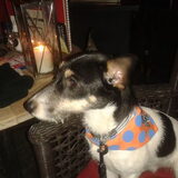 Max... de kroegtijger