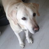 Onze Bennemans oftewel Benny van 11 jaar!