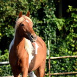 Foto van jacqueline en baco