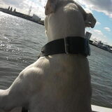 met de neus in de wind ,kijkent naar het water , ANGEL aan het genieten…