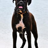 Onze boxer Jim, pootjebaden! Water vindt ie geweldig zolang hij de…