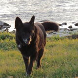 Onze oude hond Blacky, ze is inmiddels bijna 13,5 jaar. En volgens de…