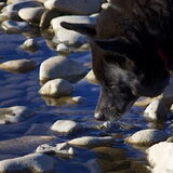 Blacky aan de Bowriver Calgary.