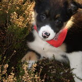 Meggie als pup